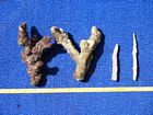 Images showing stages of coral abrasion from materials found in shingle ramparts. Increasing abrasion from left to right. Note presence of encrusing algae on most pristine example.